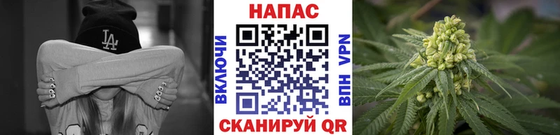 Бошки Шишки сатива  где найти наркотики  Кувшиново 